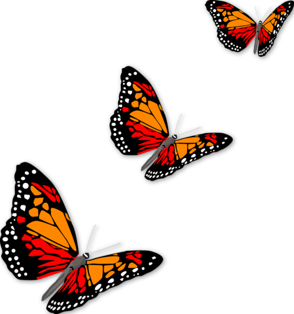 Butterflies orange  in a row